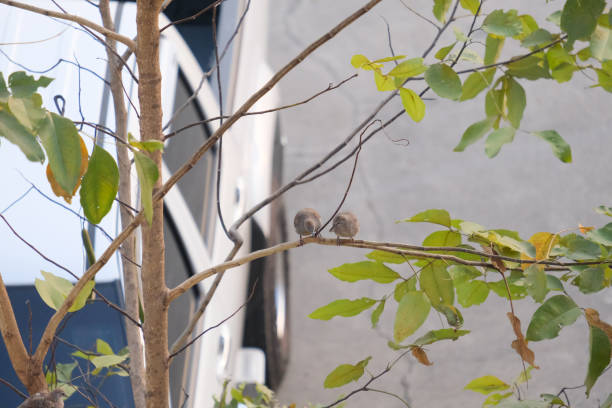 istock Two birds are flirting on a branch. 1943734311