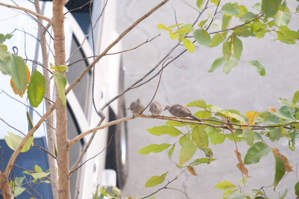 istock There were three doves perched on a branch. 1943734839