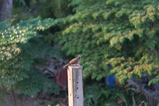 The bird perched and took up space on the top of the pole.