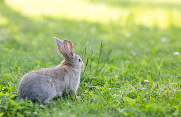 istock grey rabbit on a sunny green lawn 1943750864