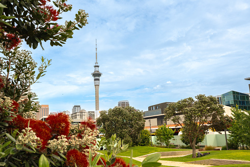 Photo of Auckland sky tower and Pohutukawa flowers in foreground