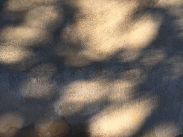 istock Leaves shadow background on concrete wall texture, leaves tree branches shade with sunlight 1943790476