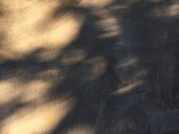 istock Leaves shadow background on concrete wall texture, leaves tree branches shade with sunlight 1943790484