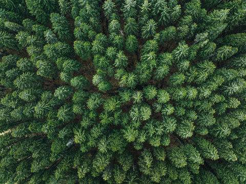 Aerial view on green pine forest. Drone point of view.