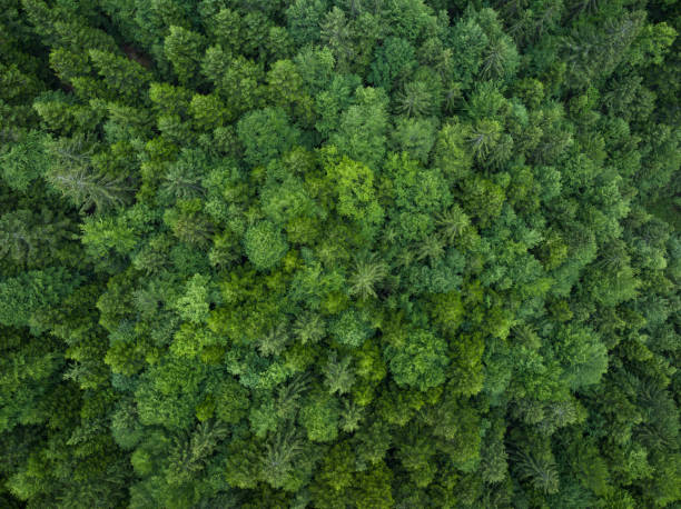istock Aerial View On Green Forest 1943830989