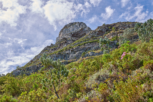 Lion's Head, Table Mountain National Park, Cape Town, South Africa