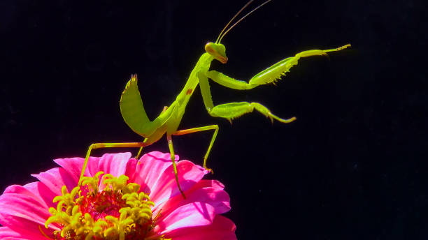 istock The European mantis (Mantis religiosa), predatory insect on a flower on a dark background 1943835341