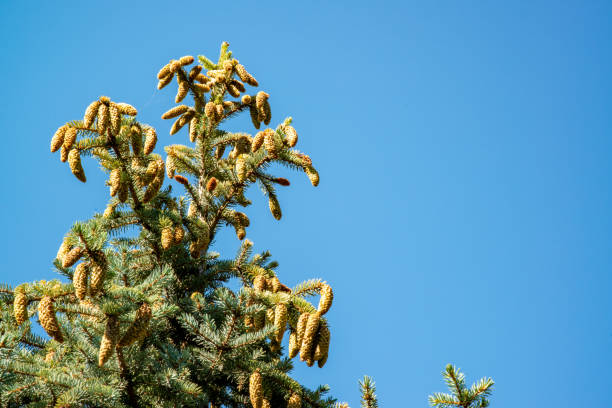 istock Blue Christmas tree with pine cones on the top branches against the blue sky. 1943835922