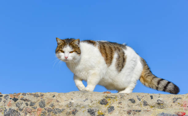 istock White-gray cat walks against the blue sky 1943836454