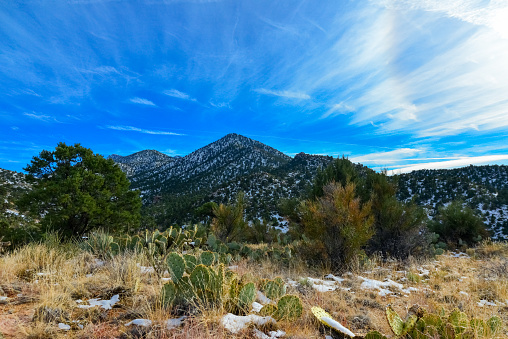 Coniferous forest and snow-capped mountains against a blue sky, frost-resistant cacti in the foothills of the mountains, California