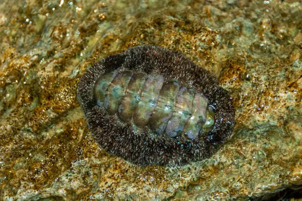 Vaillants chiton (Acanthopleura vaillanti), scraping algae from corals. Red Sea, Egypt