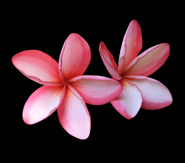 istock Plumeria or Frangipani or Temple tree flower. 1943842949