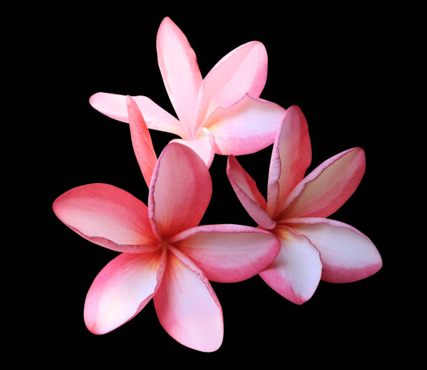 istock Plumeria or Frangipani or Temple tree flower. 1943842950