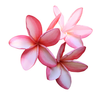 Plumeria or Frangipani or Temple tree flower. Close up single pink-red plumeria flowers isolated on white background.