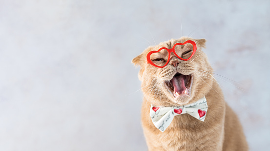Laughing Valentines Day cat banner. Funny smiling cat wearing red heart shaped glasses and bow tie looking at camera on grey background. Copy space. Valentine's Day creative banner, sale, promotion