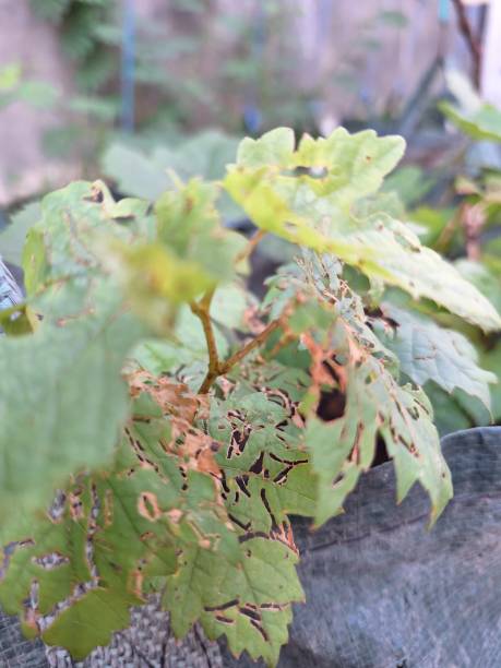 istock attacks by caterpillars and fleas on fruit plant leaves 1943853113