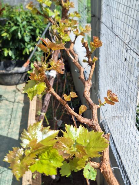 istock New shoots appear after the plant is pruned 1943854663