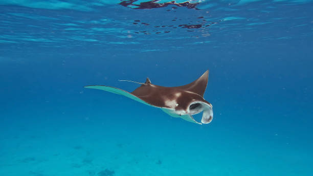 Front view of a  Ray manta in the Indian ocean