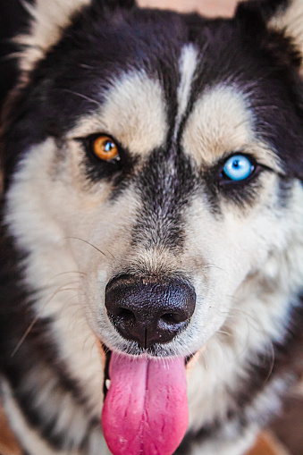 Perro husky con ojos de diferente color, café y blanco