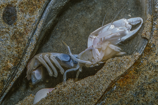 Neotrypaea californiensis (formerly Callianassa californiensis), the Bay ghost shrimp, is a species of ghost shrimp that lives on the Pacific coast of North America. It is a pale animal which grows to a length of 4.5 in. One claw is bigger than the other, especially in males. Underwater.  Monterey Bay, California.