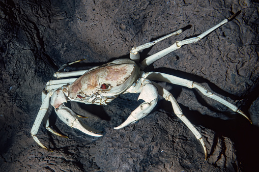 Chaceon fenneri, commonly known as the golden crab or golden deepsea crab, is one of several species of crab harvested for food by humans. Gulf of Mexico.