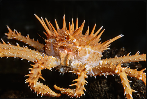 Patriot crab, Cardisoma armatum, in front of white background