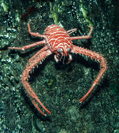 Munida quadrispina is a species of squat lobster. The claws, chelipeds, are exceptionally long. There are small spines on the chelipeds. Monterey Bay, California.