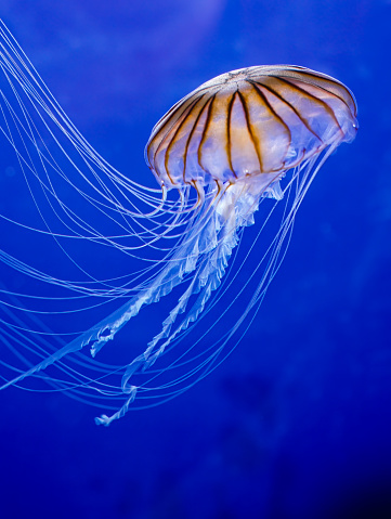 Chrysaora melanaster, commonly known as the northern sea nettle or brown jellyfish, is a species of jellyfish native to the northern Pacific Ocean and adjacent parts of the Arctic Ocean. It is sometimes referred to as a Pacific sea nettle. Monterey Bay, California.