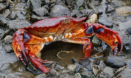 Cancer productus, one of several species known as red rock crabs, is a crab of the genus Cancer found on the western coast of North America. This species is commonly nicknamed the Pearl of the Pacific Northwest. Halleck Harbor, Kulu Island, Alaska.