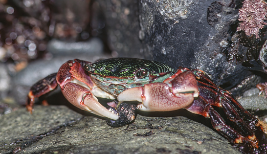 Pachygrapsus crassipes, the striped shore crab or lined shore crab, is a small crab found on both rocky and hard-mud soft seashores of the northeastern and northwestern Pacific Ocean. Salt Point State Park, Sonoma County, California.