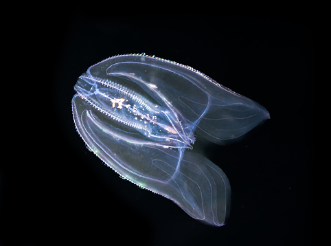 Mnemiopsis leidyi, the warty comb jelly or sea walnut is a species of tentaculate ctenophore or comb jelly. It is native to western Atlantic coastal waters, but has become established as an invasive species in European and western Asian regions. ciliated combs. Florida.