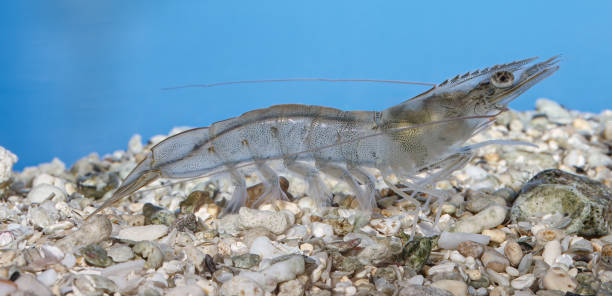 Whiteleg shrimp, Litopenaeus vannamei or Penaeus vannamei, known as Pacific white shrimp or King prawn, is a species of prawn of the eastern Pacific Ocean commonly caught or farmed for food. Sea of Cortez, Baja California, Mexico. el camarón patiblanco, litopenaeus vannamei o penaeus vannamei, conocido como camarón blanco del pacífico o langostino real, es una especie de camarón del océano pacífico oriental comúnmente capturado o cultivado para la alimentación. mar de corté