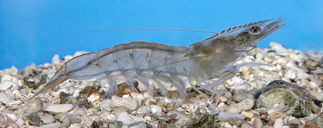 Whiteleg shrimp, Litopenaeus vannamei or Penaeus vannamei,  known as Pacific white shrimp or King prawn, is a species of prawn of the eastern Pacific Ocean commonly caught or farmed for food. Sea of Cortez, Baja California, Mexico.