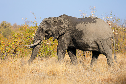 Large  African elephant walking on the savannah. South African safari.