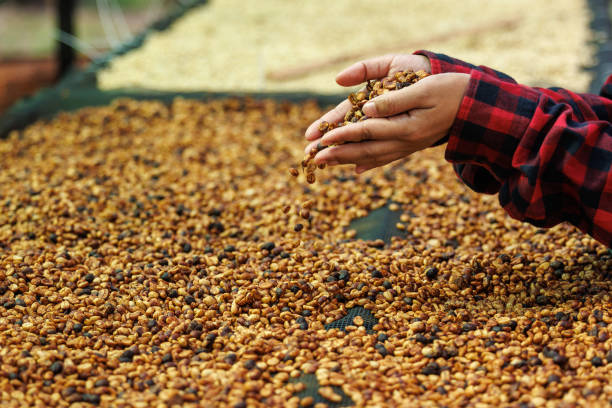 istock farmer checking dried arabica coffee in honey process. 1943890923