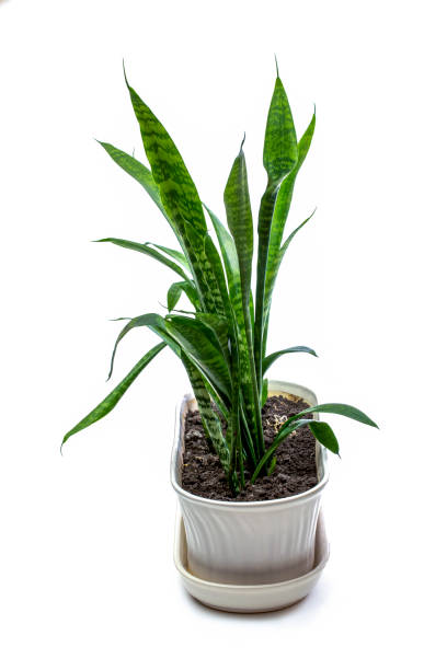 istock Indoor plant Sansevieria in a pot on a white background 1943915844