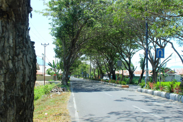istock trees on the side of the road 1943916380