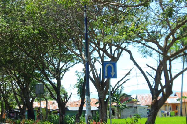 istock trees on the side of the road 1943916916