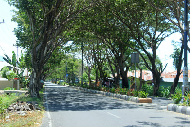 istock trees on the side of the road 1943917428