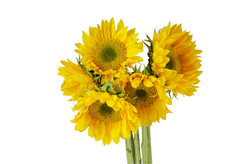 bunch of sunflowers isolated on white background