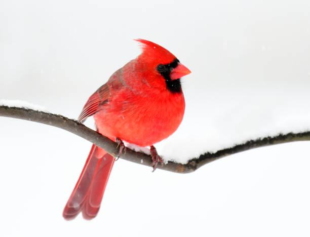 istock male red cardinal standing on tree branch after snow 1943940584