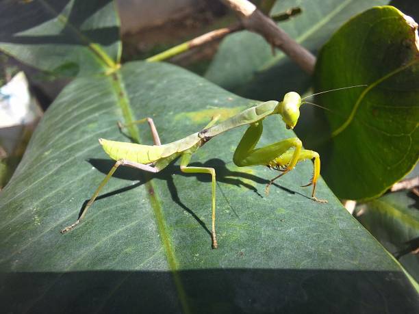 istock praying mantis on the leaves 1943950847