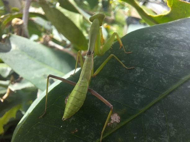 istock praying mantis on the leaves 1943950848