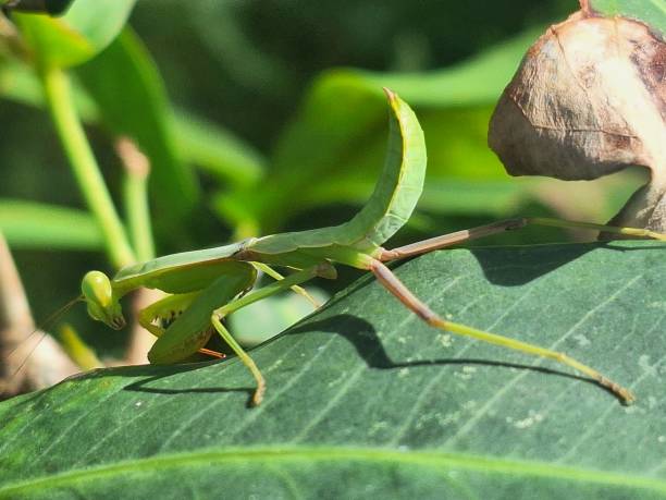 istock praying mantis on the leaves 1943950856
