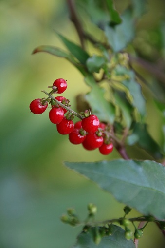 Vibrant red berries contrasting with green leaves