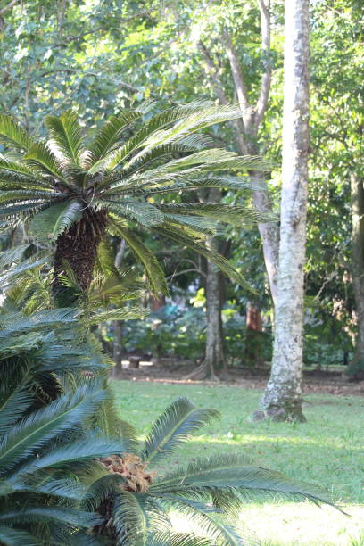 istock Tropical fern background 1943963186