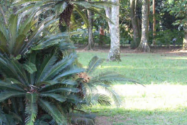 istock Tropical fern background 1943963190