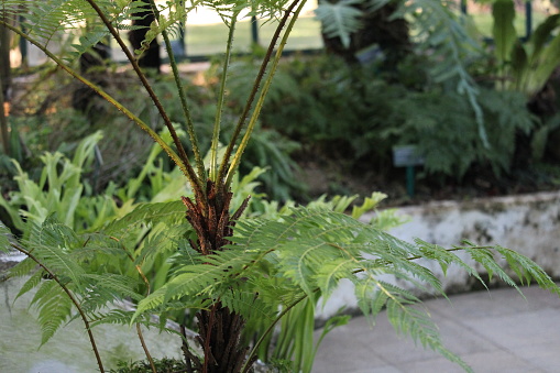 New Zealand Native Blechnum Chambersii or Lance Fern. It is also known as a Nini or Rereti Fern.\n\nNew Zealand's plant life is to Kiwis, something that is iconically New Zealand. Many of these plants native environments are indigenous only to New Zealand/ Aotearoa.