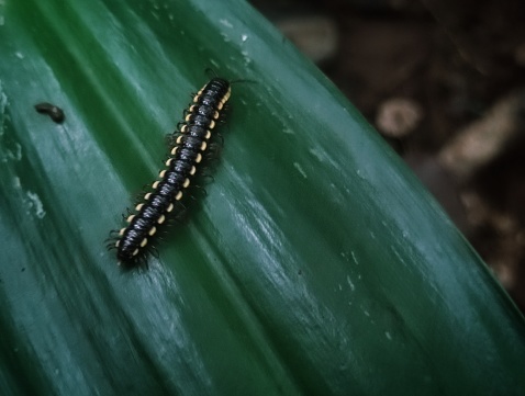 Millipedes walk on leaves