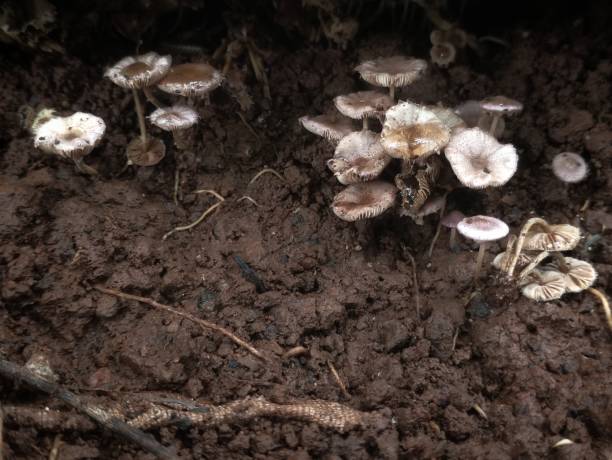 istock Mushrooms growing in the yard 1943963442